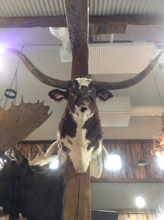 *SOLD* Longhorn Mount