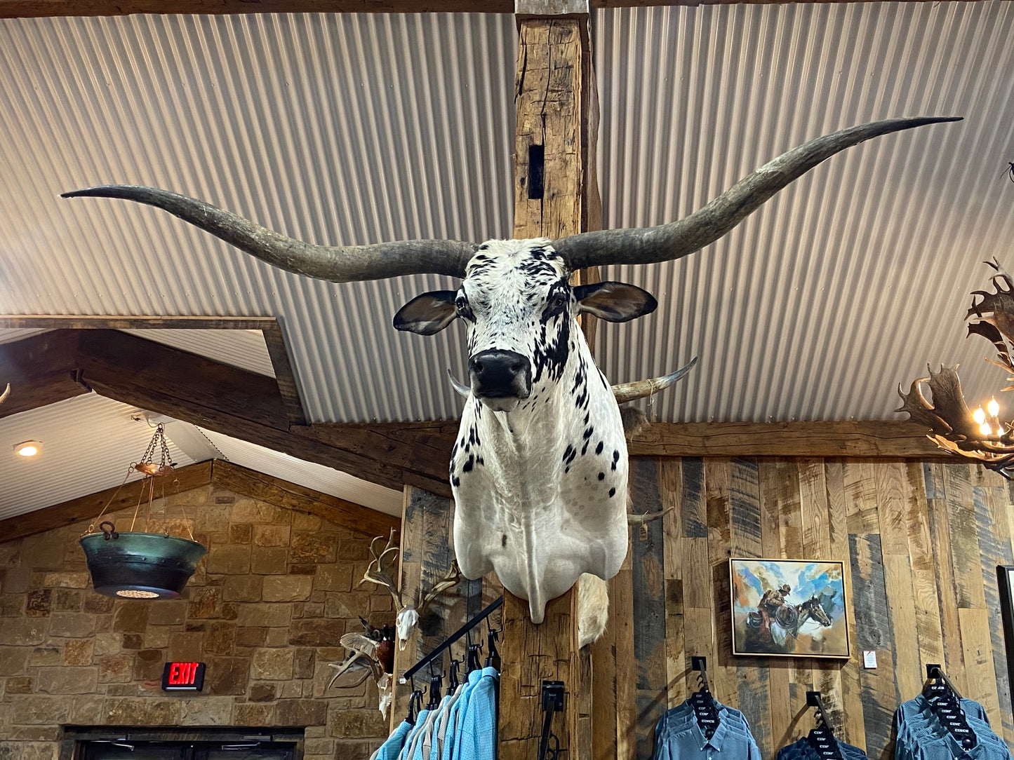 *SOLD*White and black longhorn mount