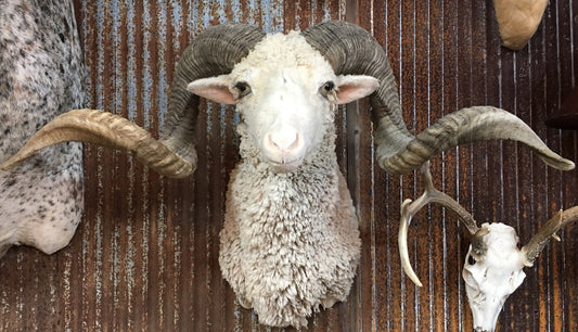 Woolley Sheep Shoulder Mount