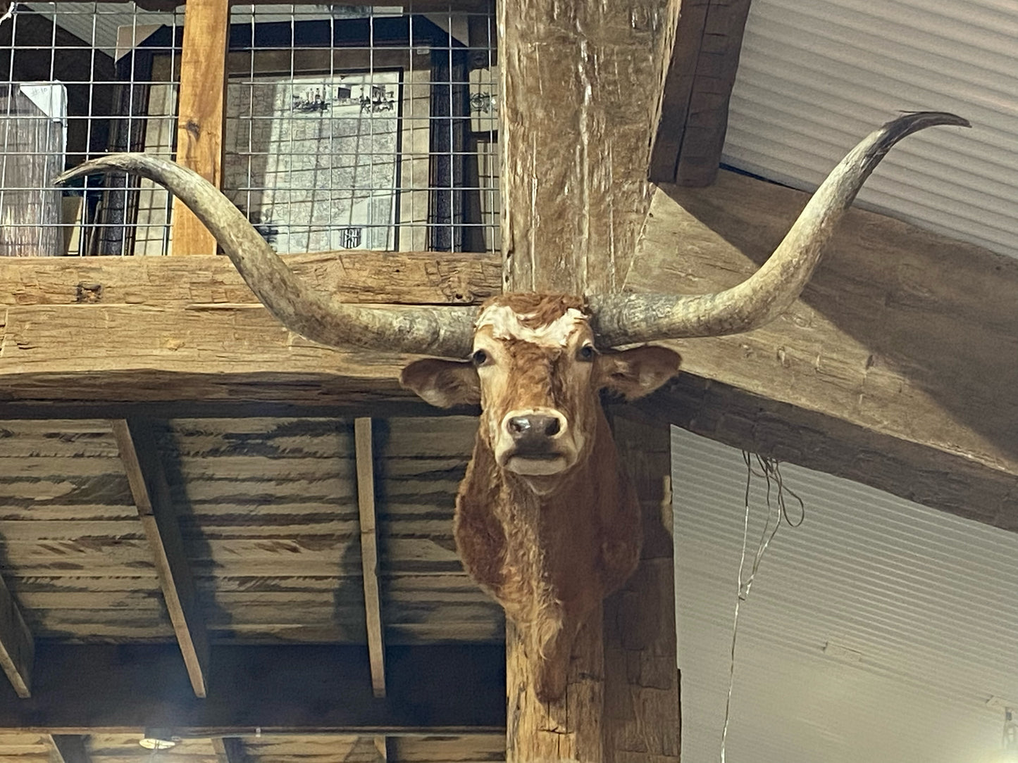 SOLD-RED LONGHORN MOUNT WITH LITTLE WHITE
