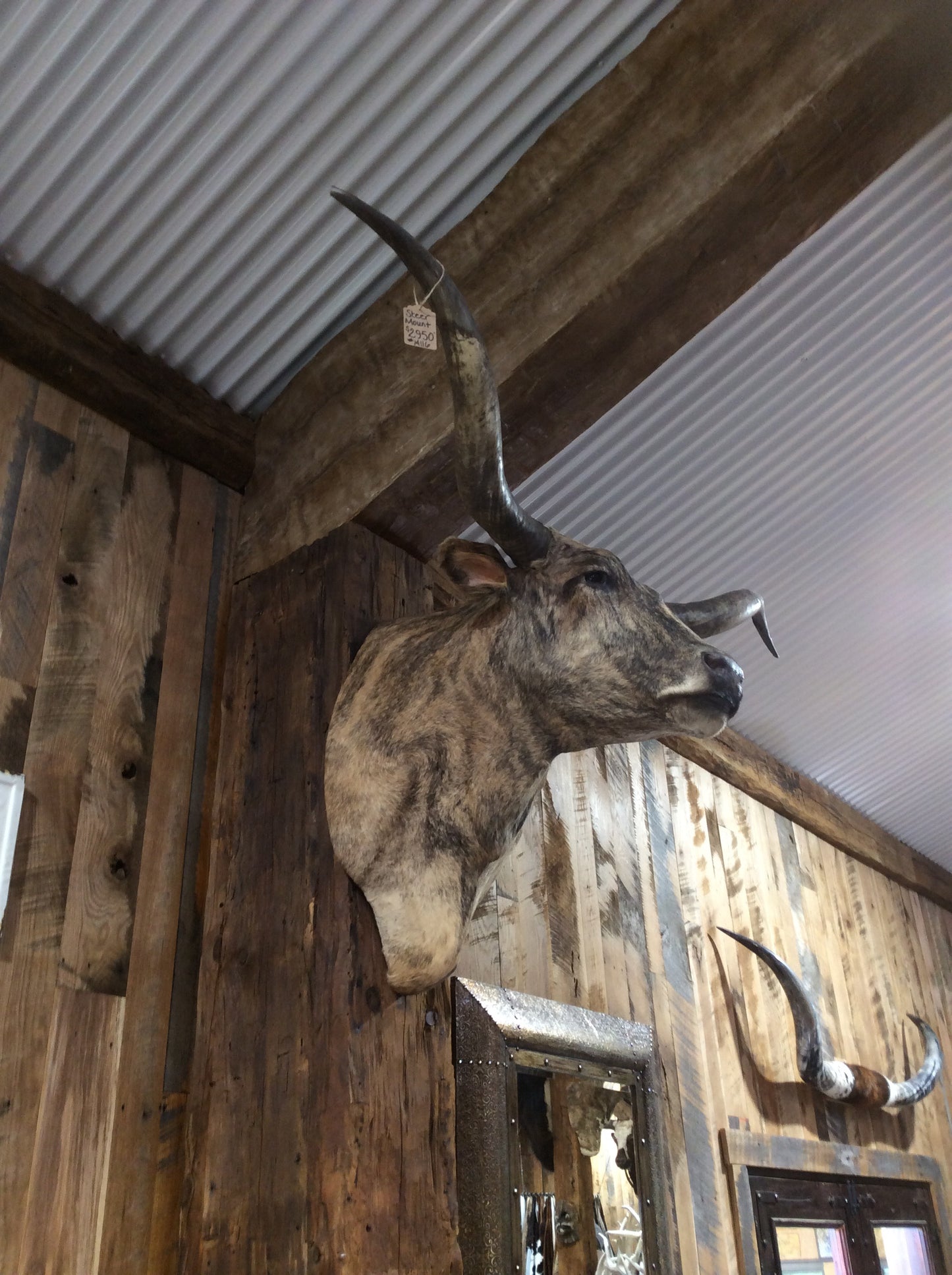 *SOLD* Longhorn Mount
