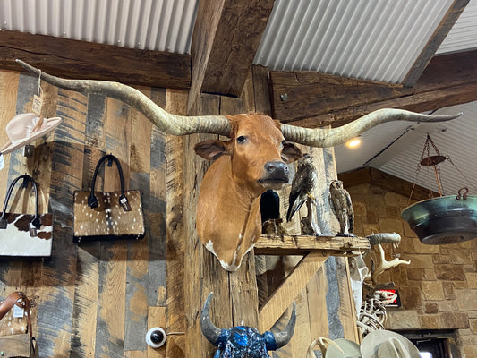 *SOLD* ORANGE LONGHORN MOUNT WITH DOUBLE TWIST