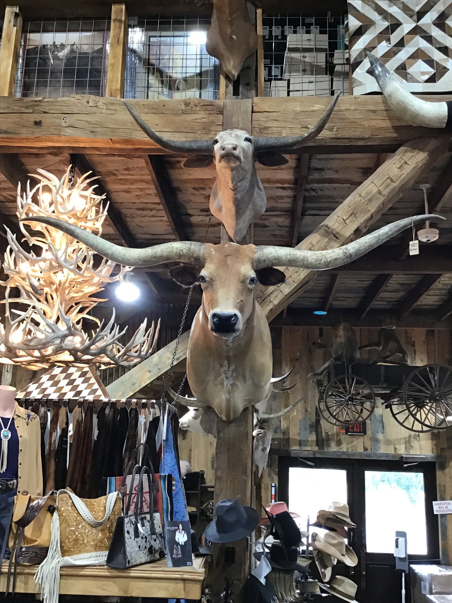 *SOLD* Longhorn Mount