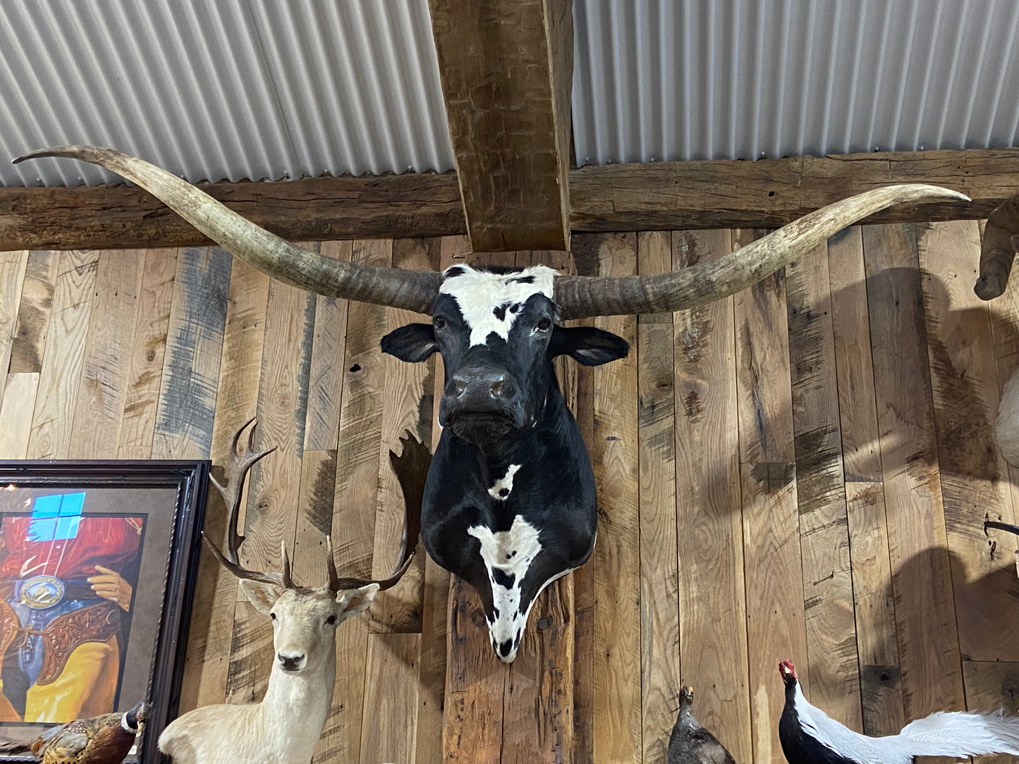 * sold* BLACK AND WHITE LONGHORN MOUNT