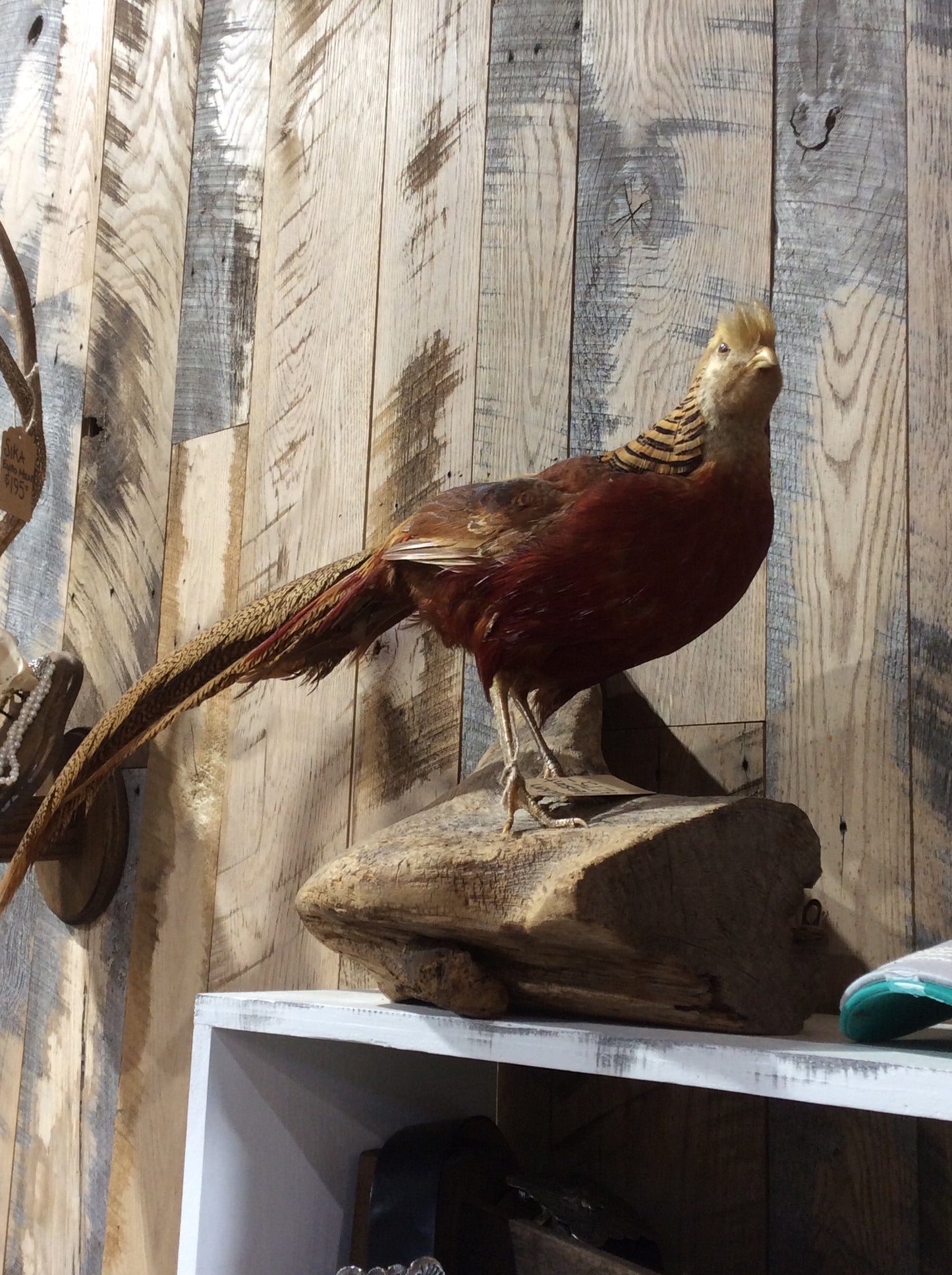 Golden Pheasant