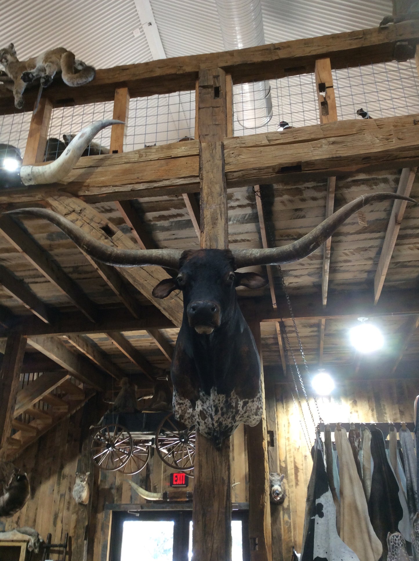 *SOLD* Longhorn Mount
