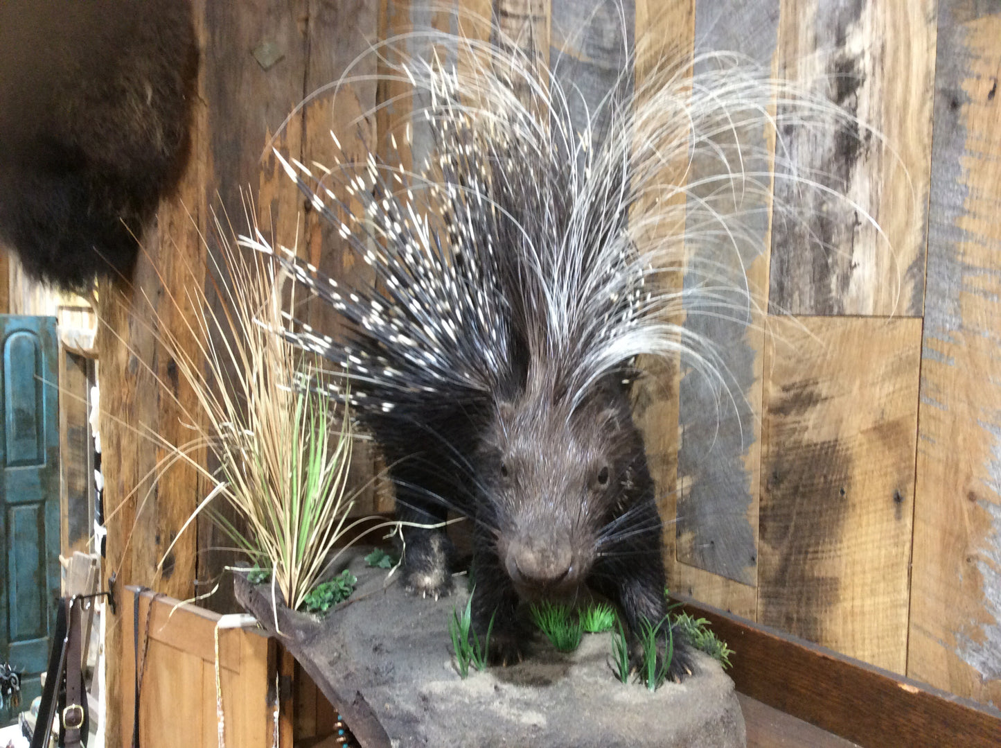 African Porcupine