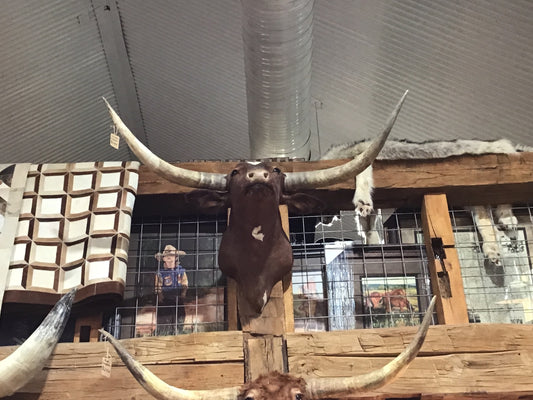 DARK BROWN LONGHORN MOUNT   ****SOLD***