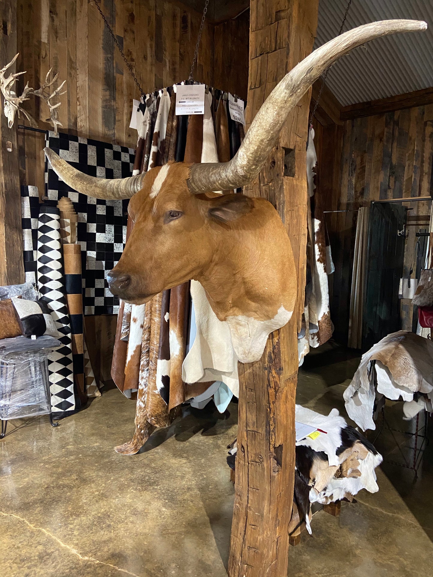 *SOLD* Tan and white longhorn mount