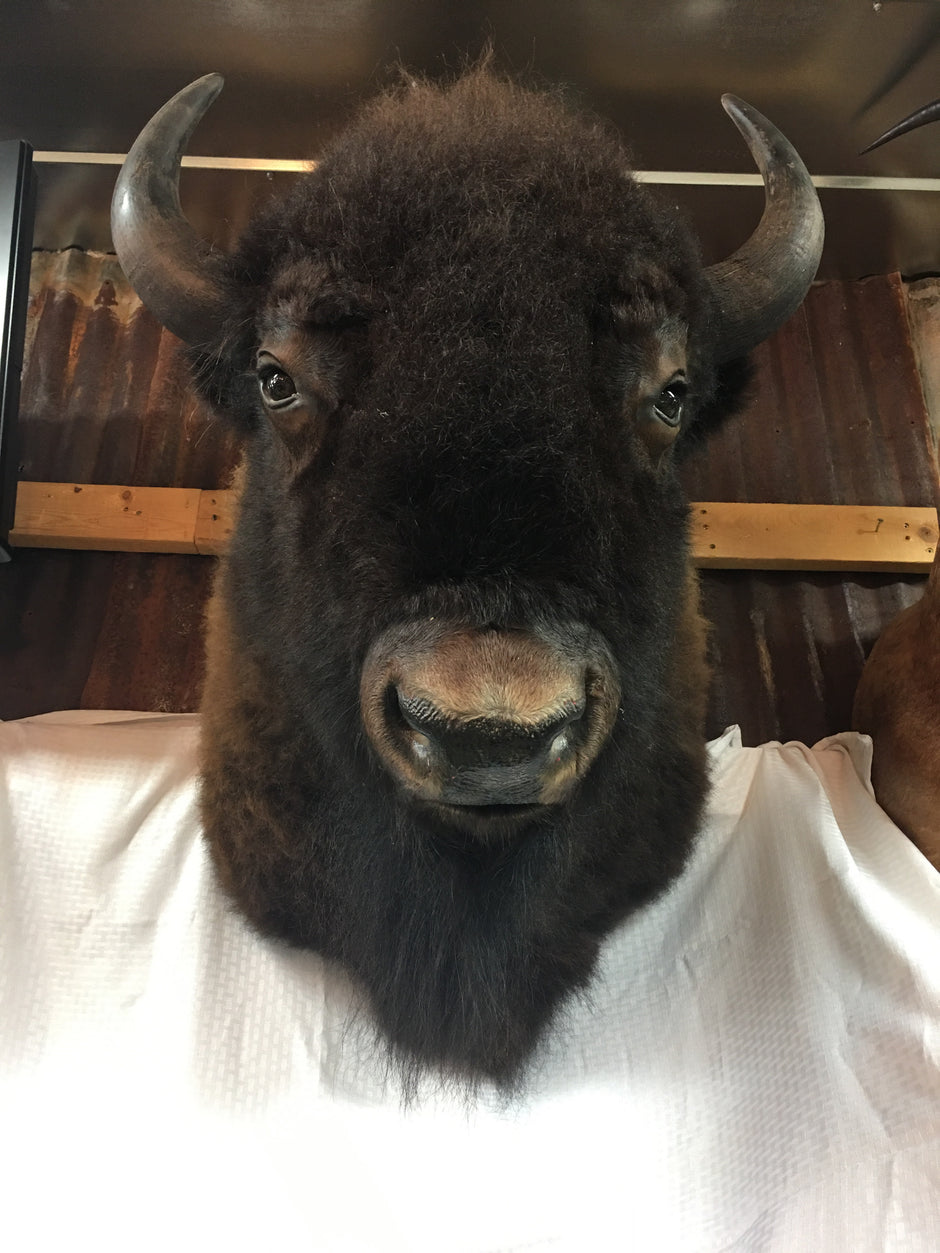 Bison Mounts | Yee Haw Ranch Outfitters | Fredericksburg, TX