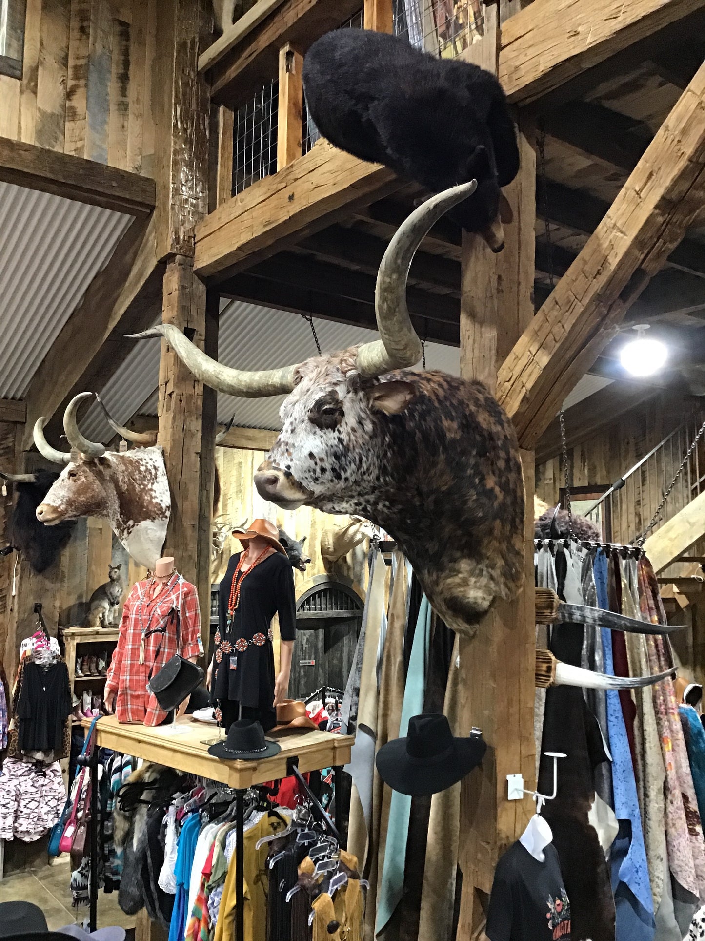 *SOLD*SPECKLE TRI COLOR LONGHORN