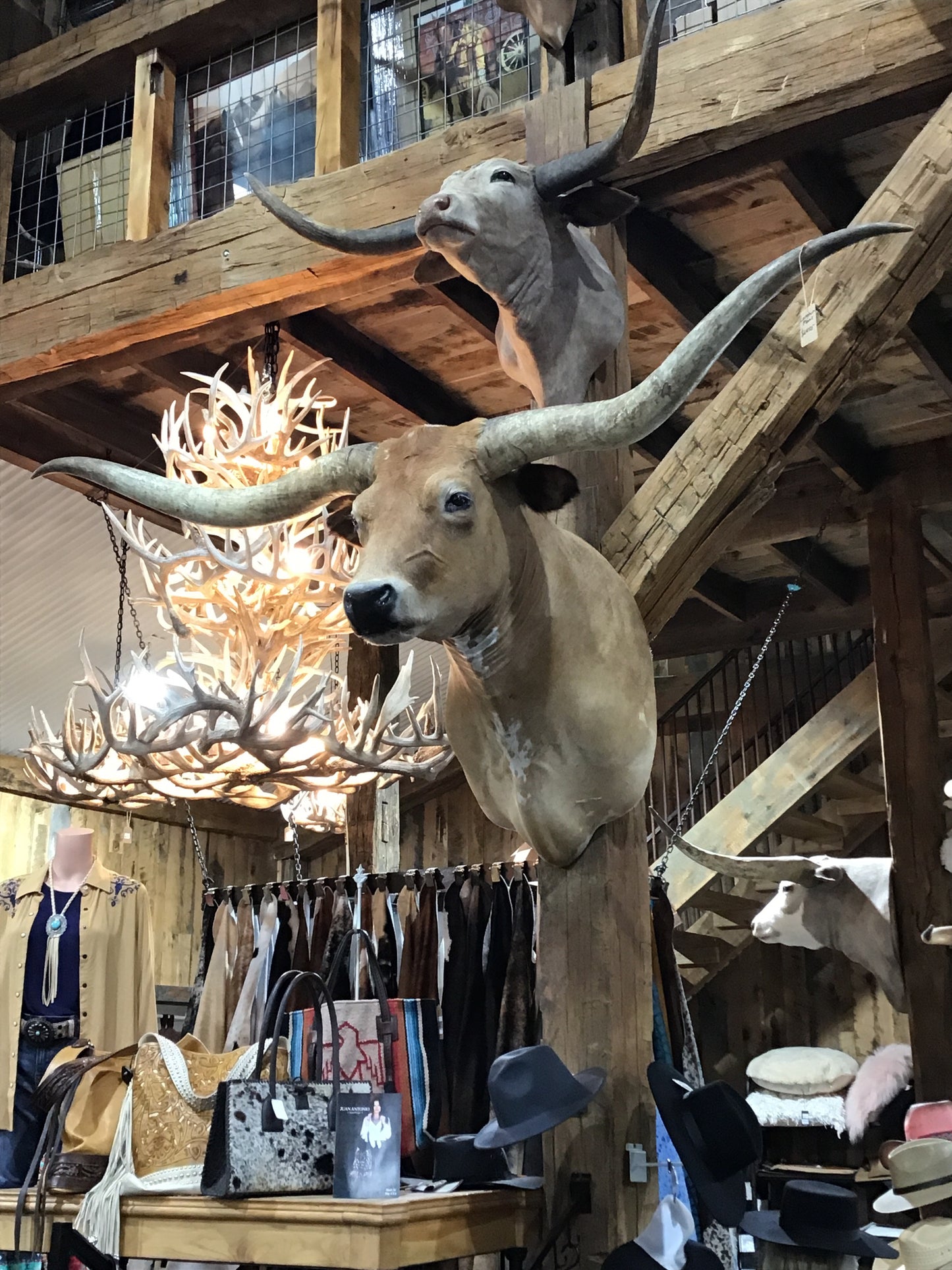*SOLD* Longhorn Mount