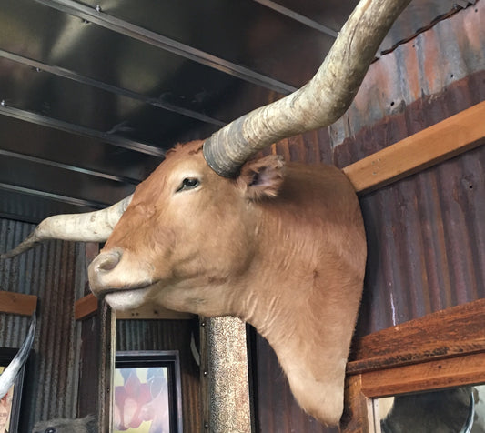 *SOLD* Longhorn Mount NTAN18