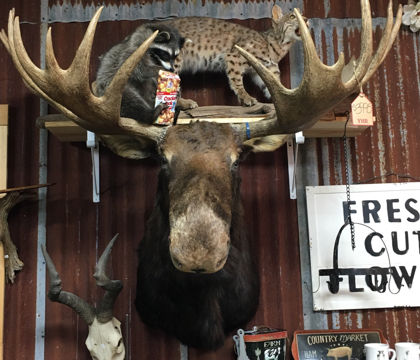 Moose Shoulder Mount