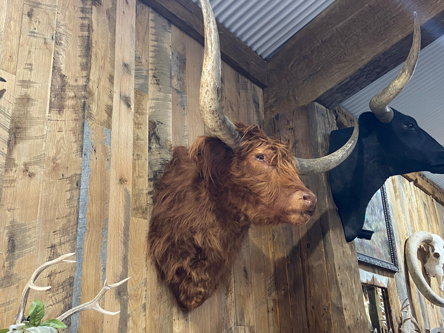 Red Scottish Highland mount