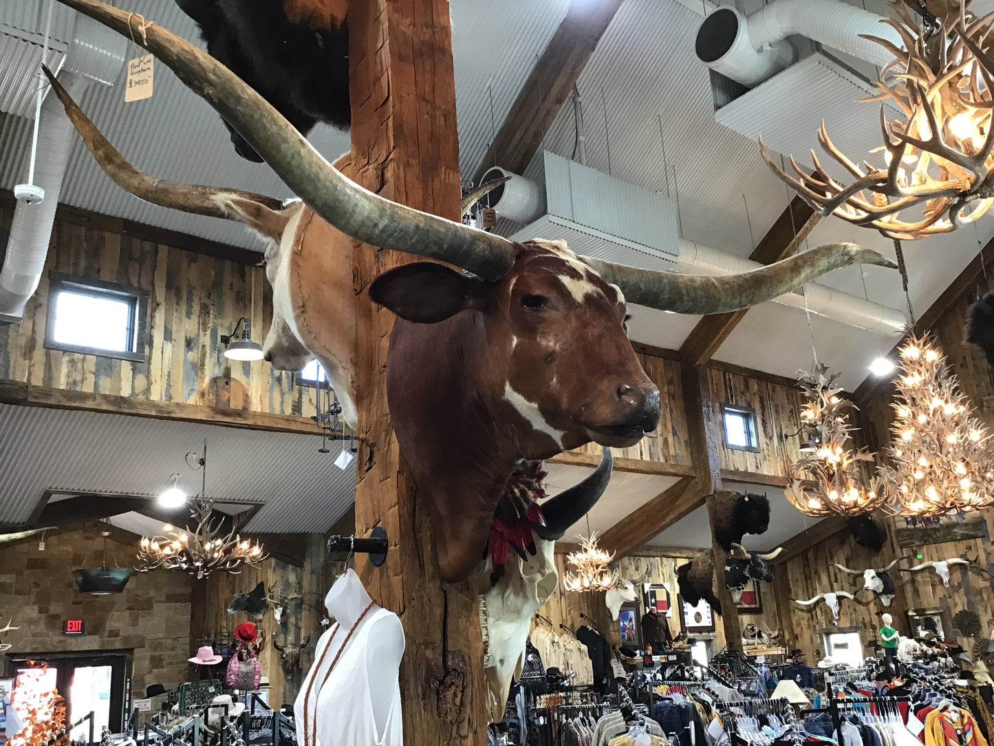 *SOLD* RED WHITE LONGHORN MOUNT