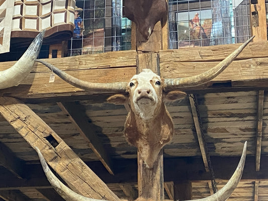 *SOLD* TAN AND WHITE MINI LONGHORN MOUNT