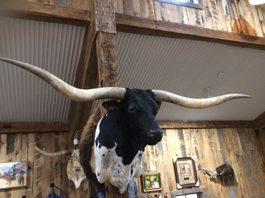 *SOLD* Longhorn Mount