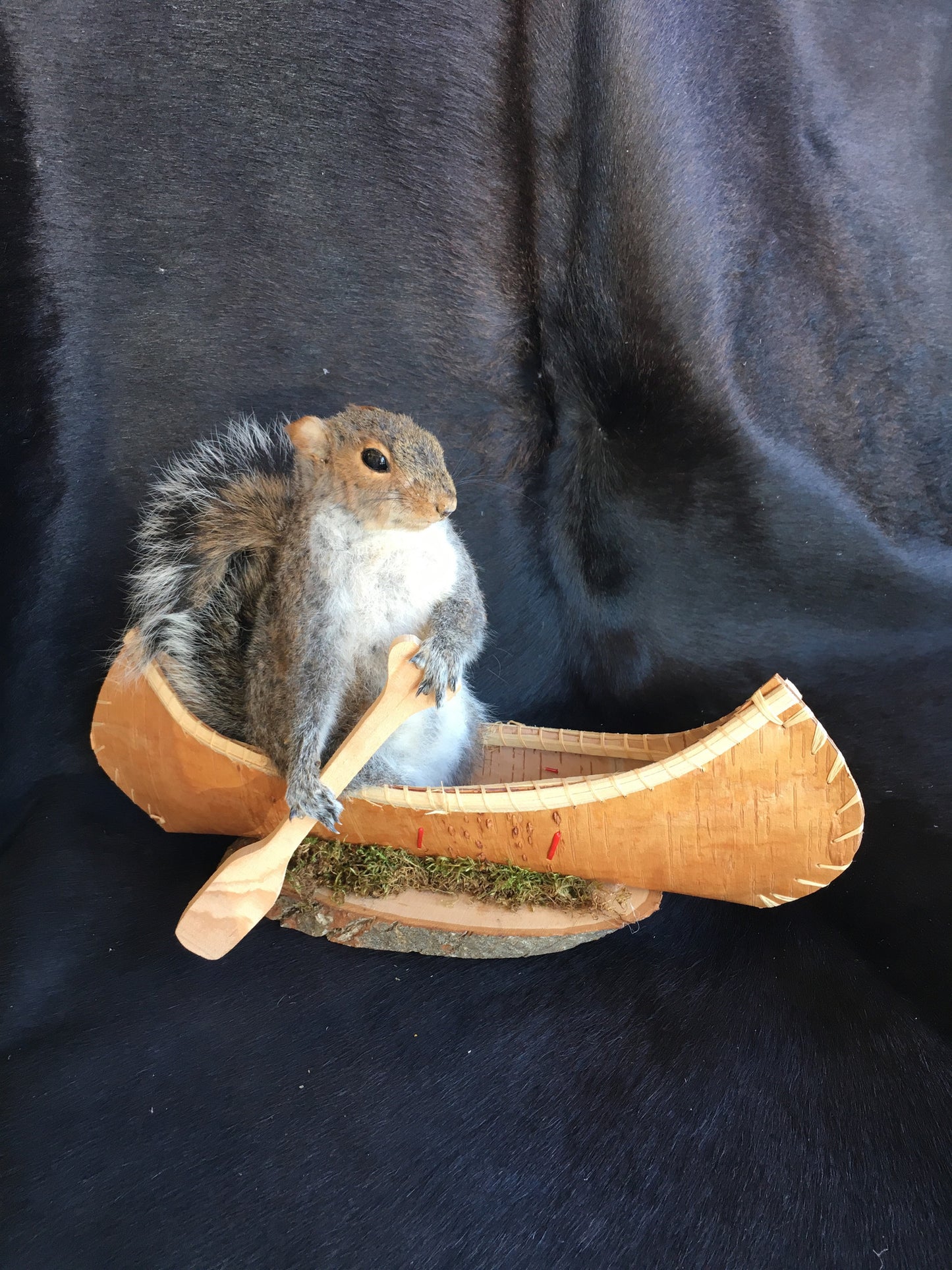 Squirrel In A Canoe Mount