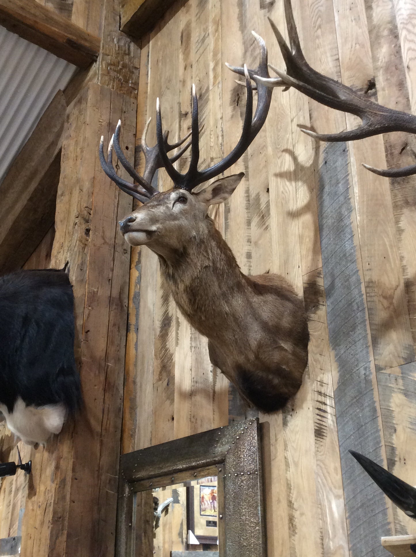 Red Stag