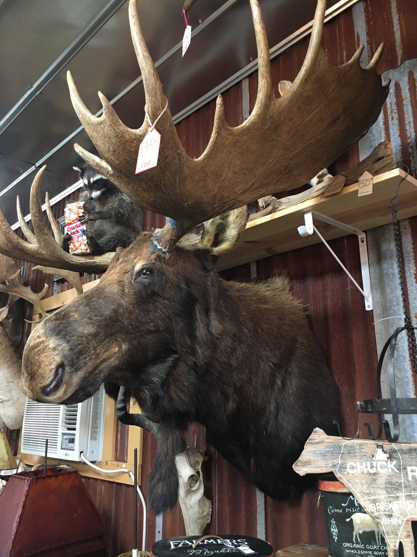 Moose Shoulder Mount