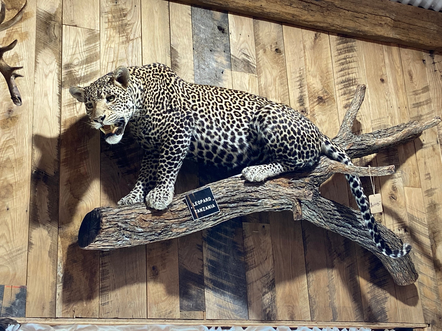 LEOPARD FULL BODY MOUNT ON A BRANCH