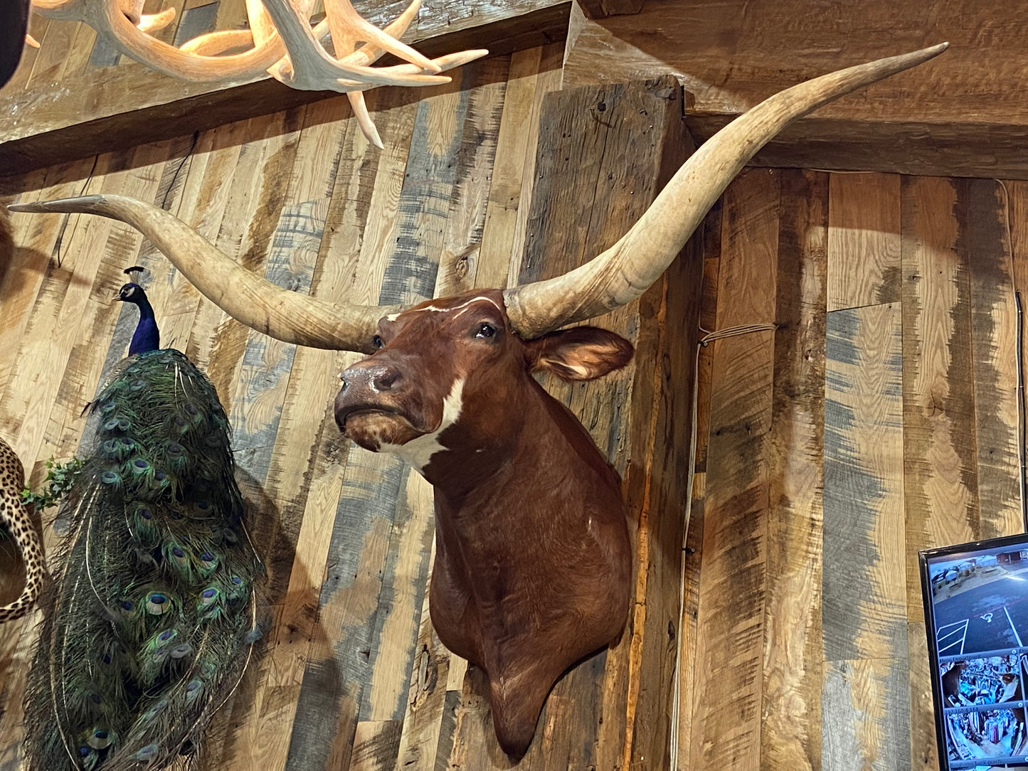 *SOLD* RED WHITE LONGHORN MOUNT