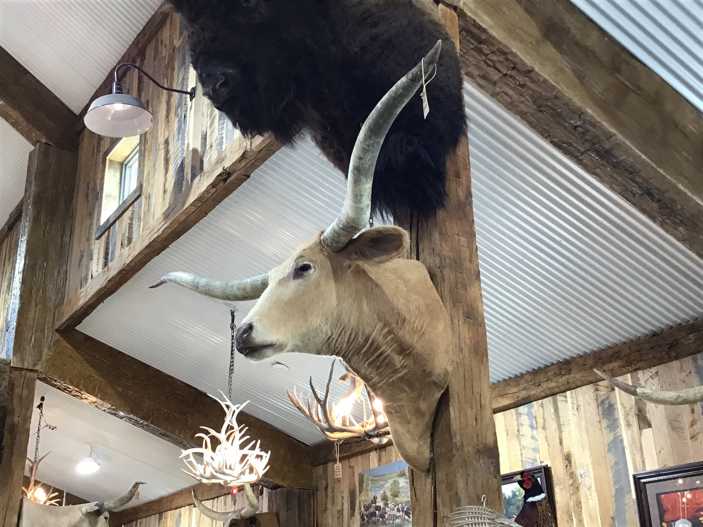 *SOLD* TAN LONGHORN MOUNT