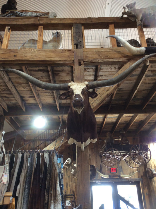 *SOLD* Longhorn Mount