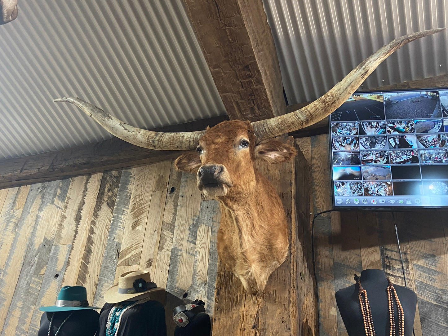 *sold* TAN ORANGE LONGHORN MOUNT