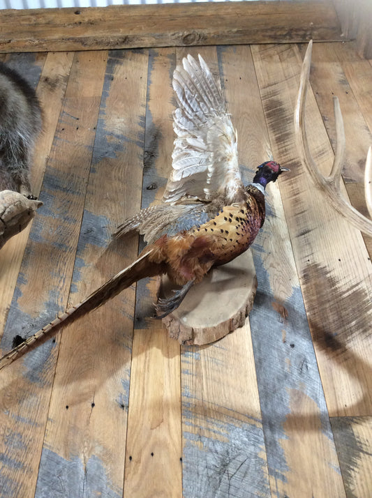 Flying Pheasant