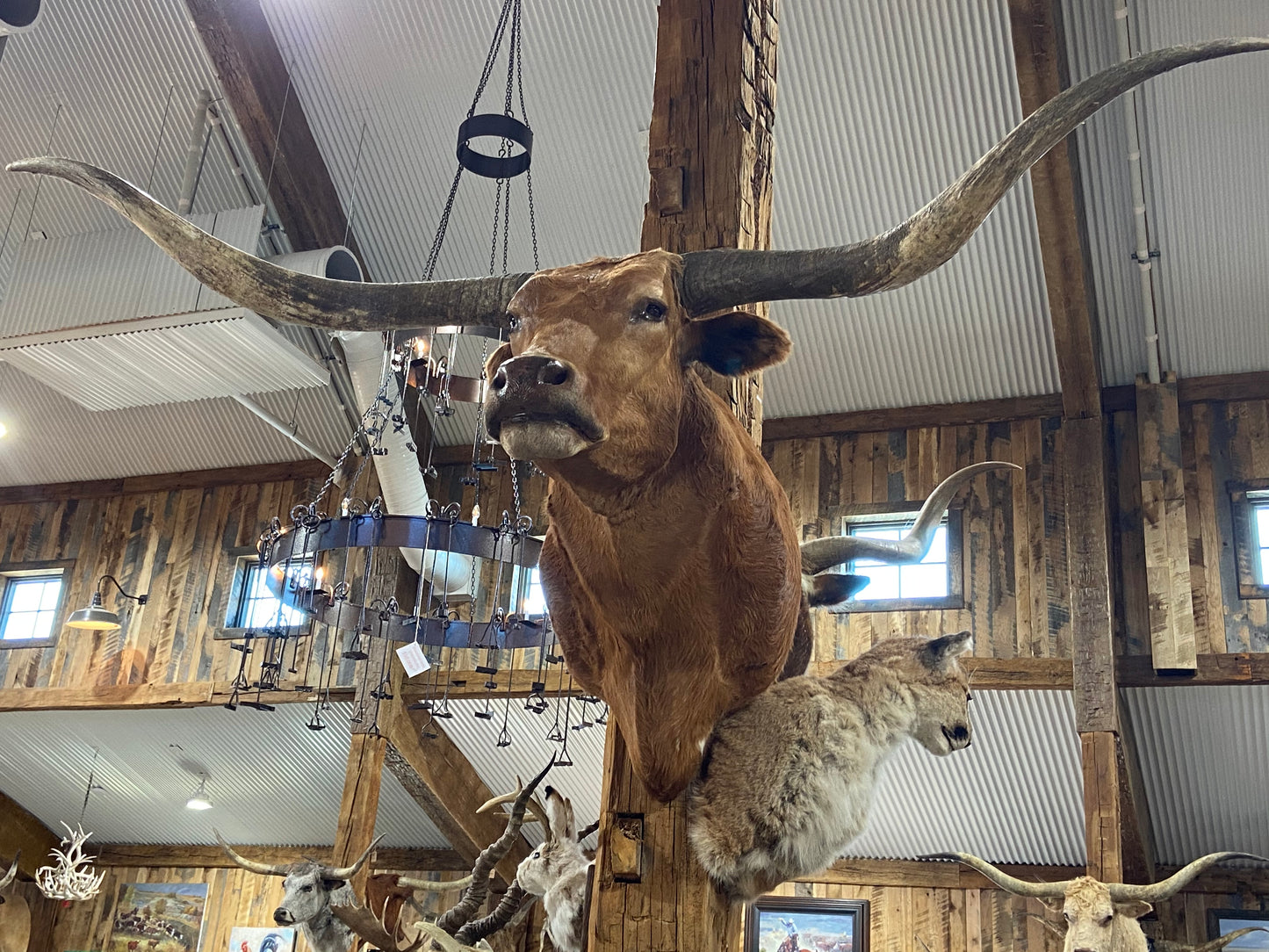 *SOLD*RED LONGHORN MOUNT