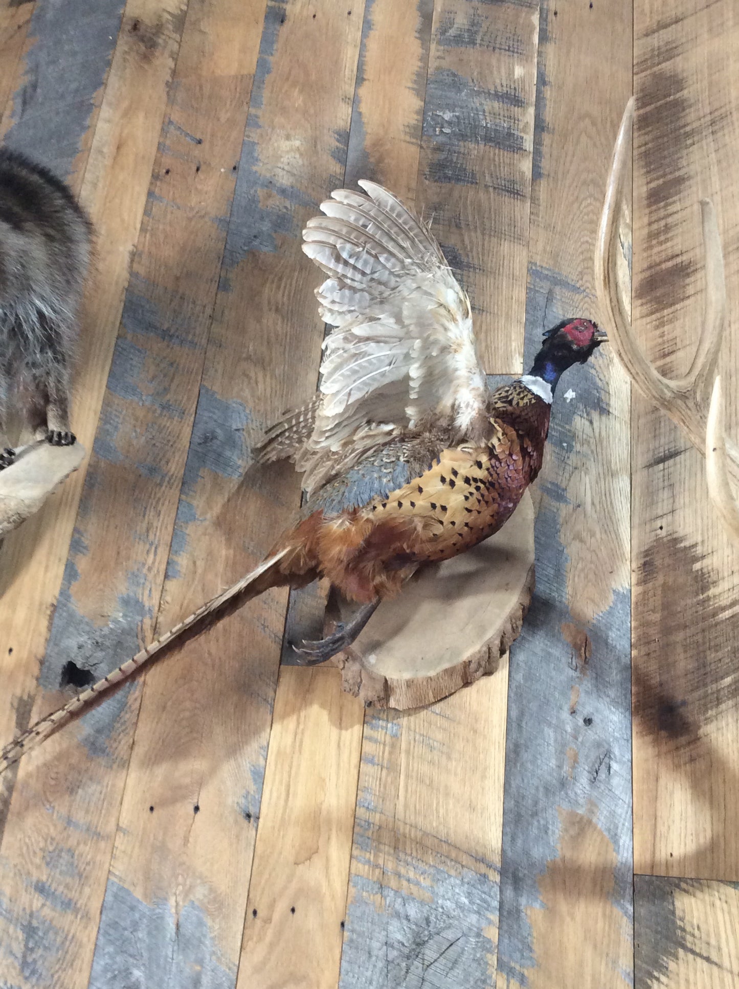 Flying Pheasant
