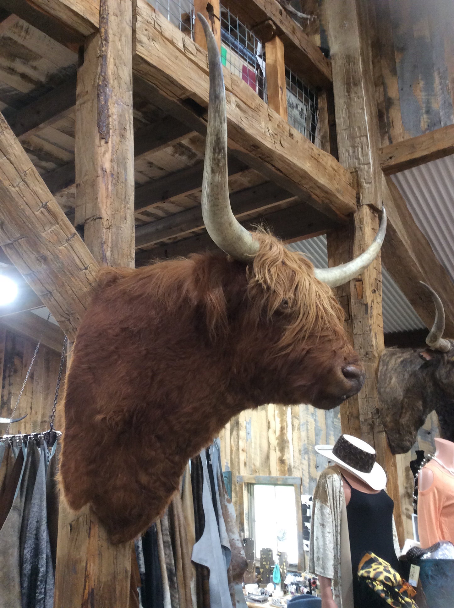 RED SCOTTISH HIGHLAND BULL *****SOLD*****