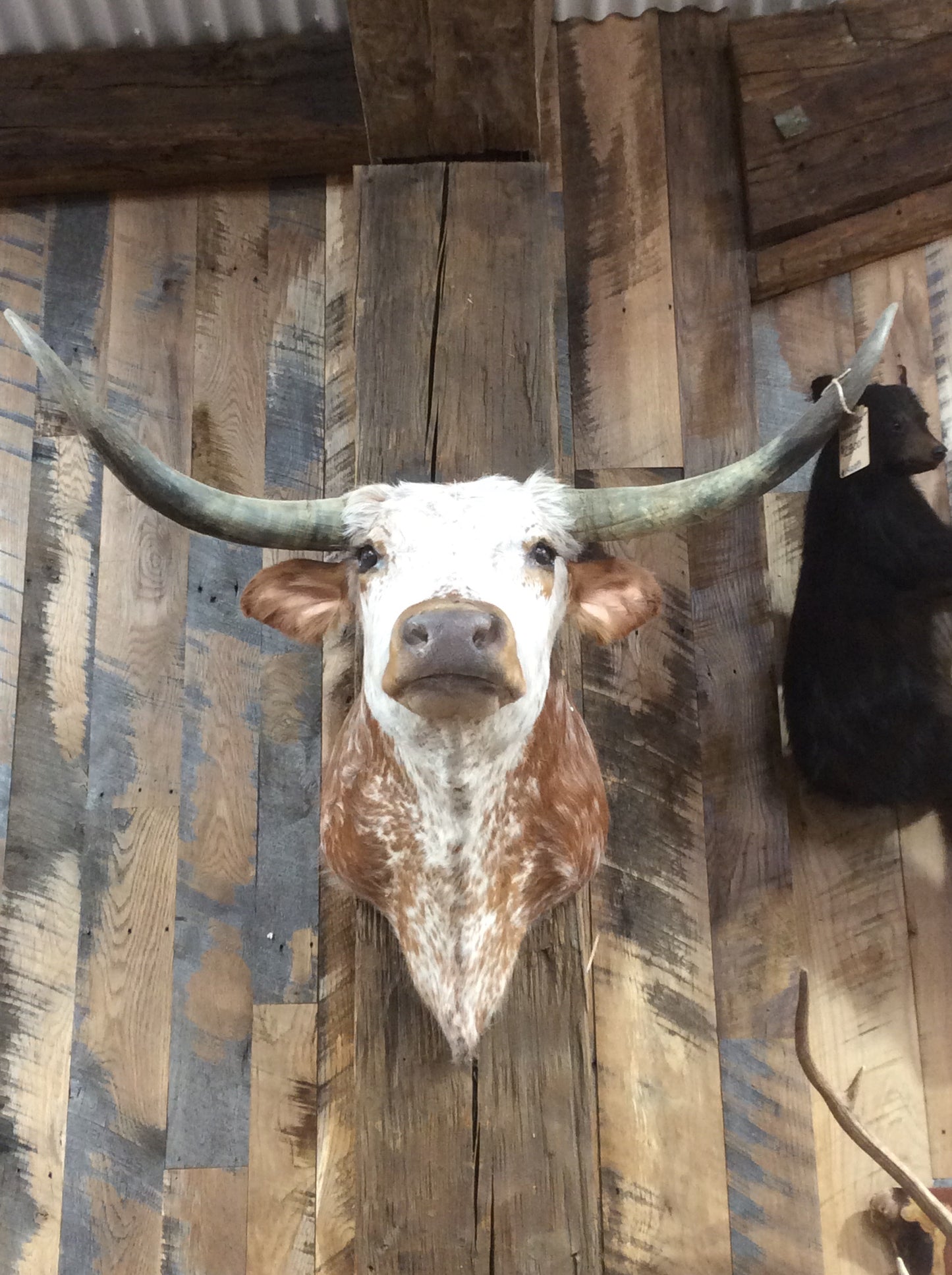 *SOLD* Longhorn mount