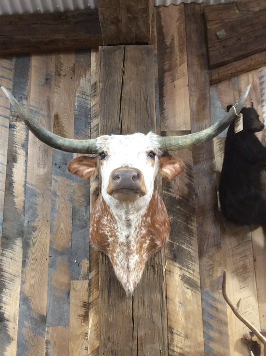 *SOLD* Longhorn mount