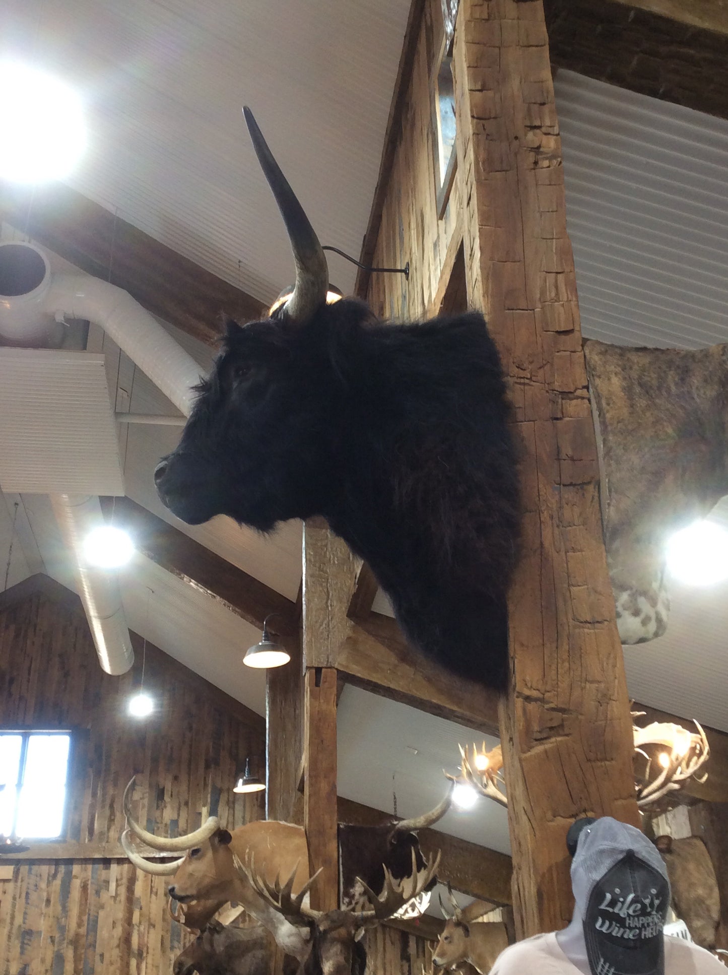 Scottish Highland Mount