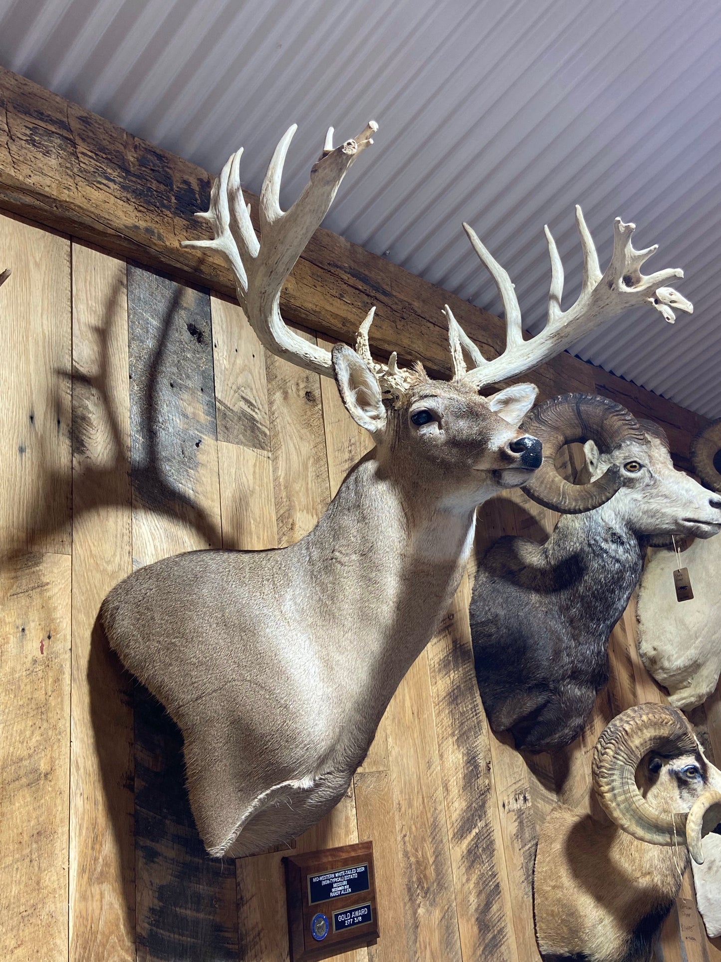 MONSTER MISSOURI WHITETAIL BUCK SHOULDER MOUNT