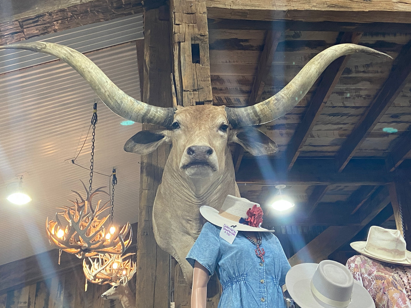*SOLD* TAN DAPPEL LONGHORN MOUNT