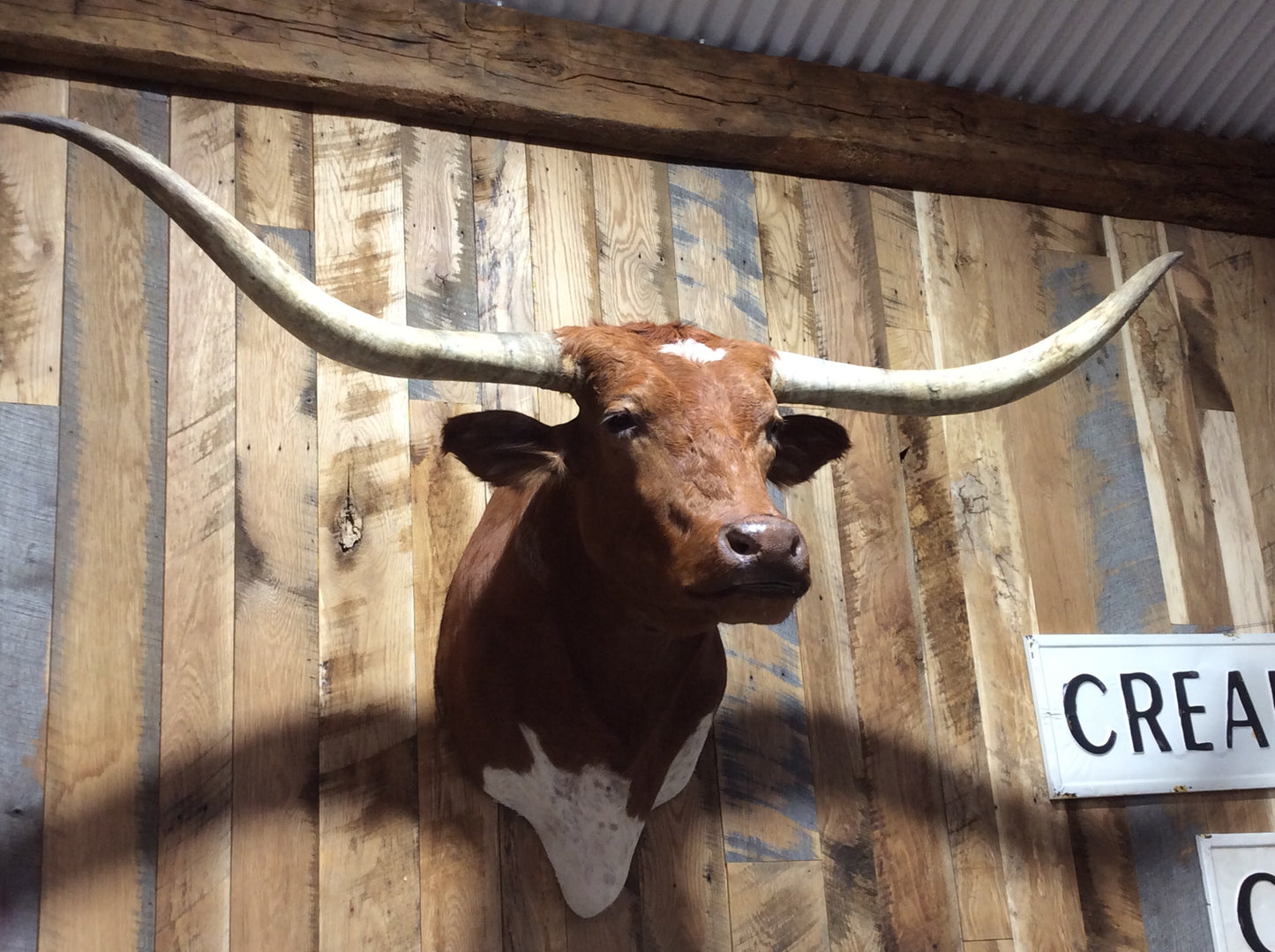 SOLD Longhorn Mount