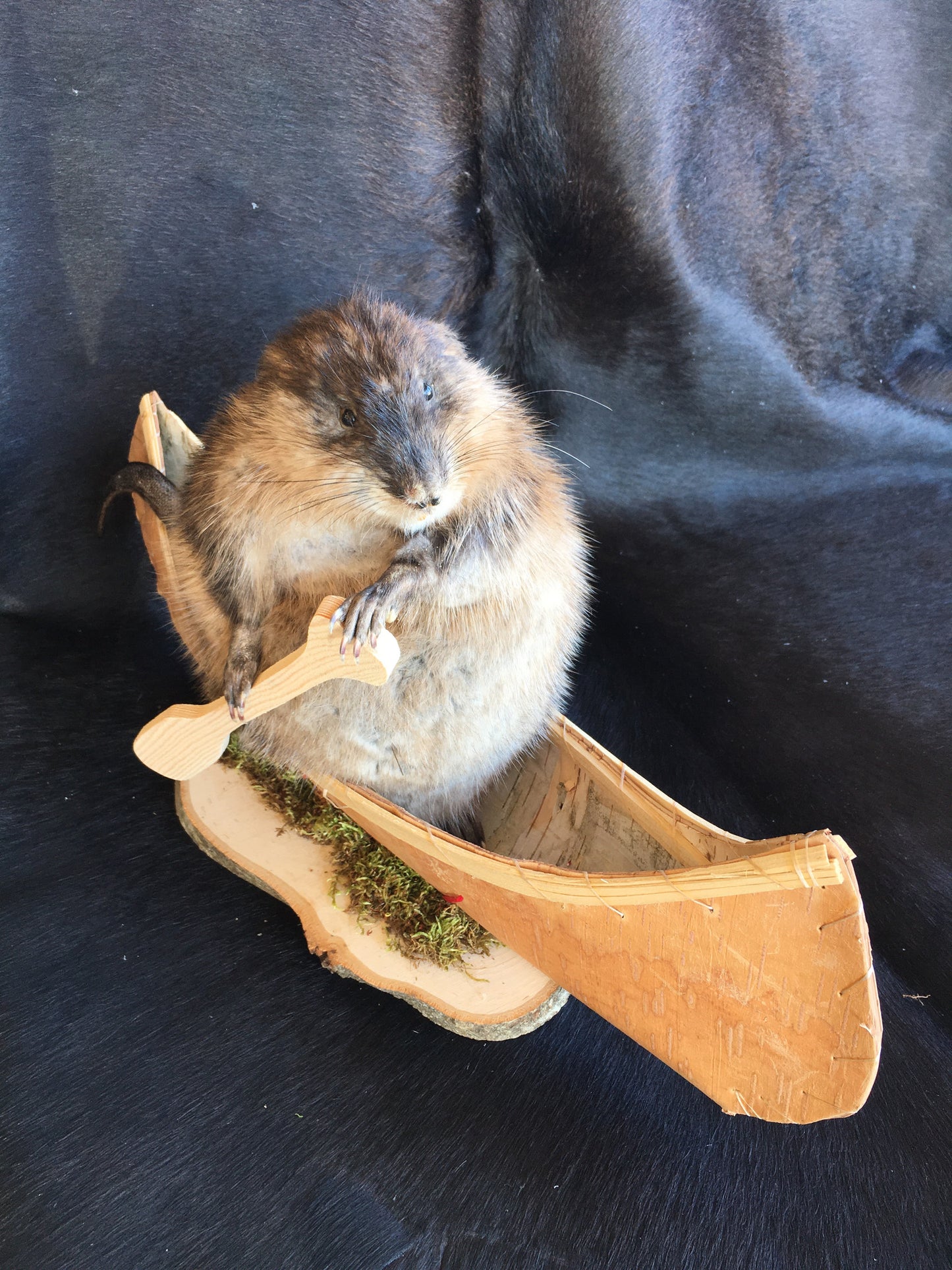 Muskrat In A Canoe