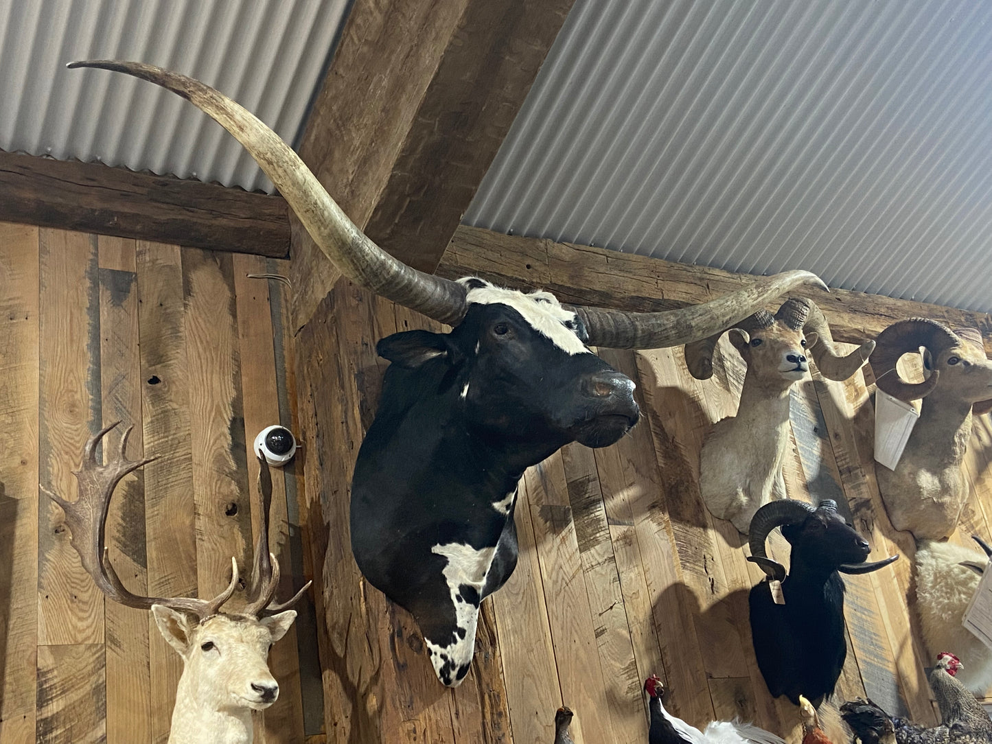 * sold* BLACK AND WHITE LONGHORN MOUNT