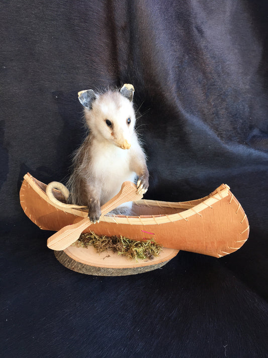Small Opossum In A Canoe
