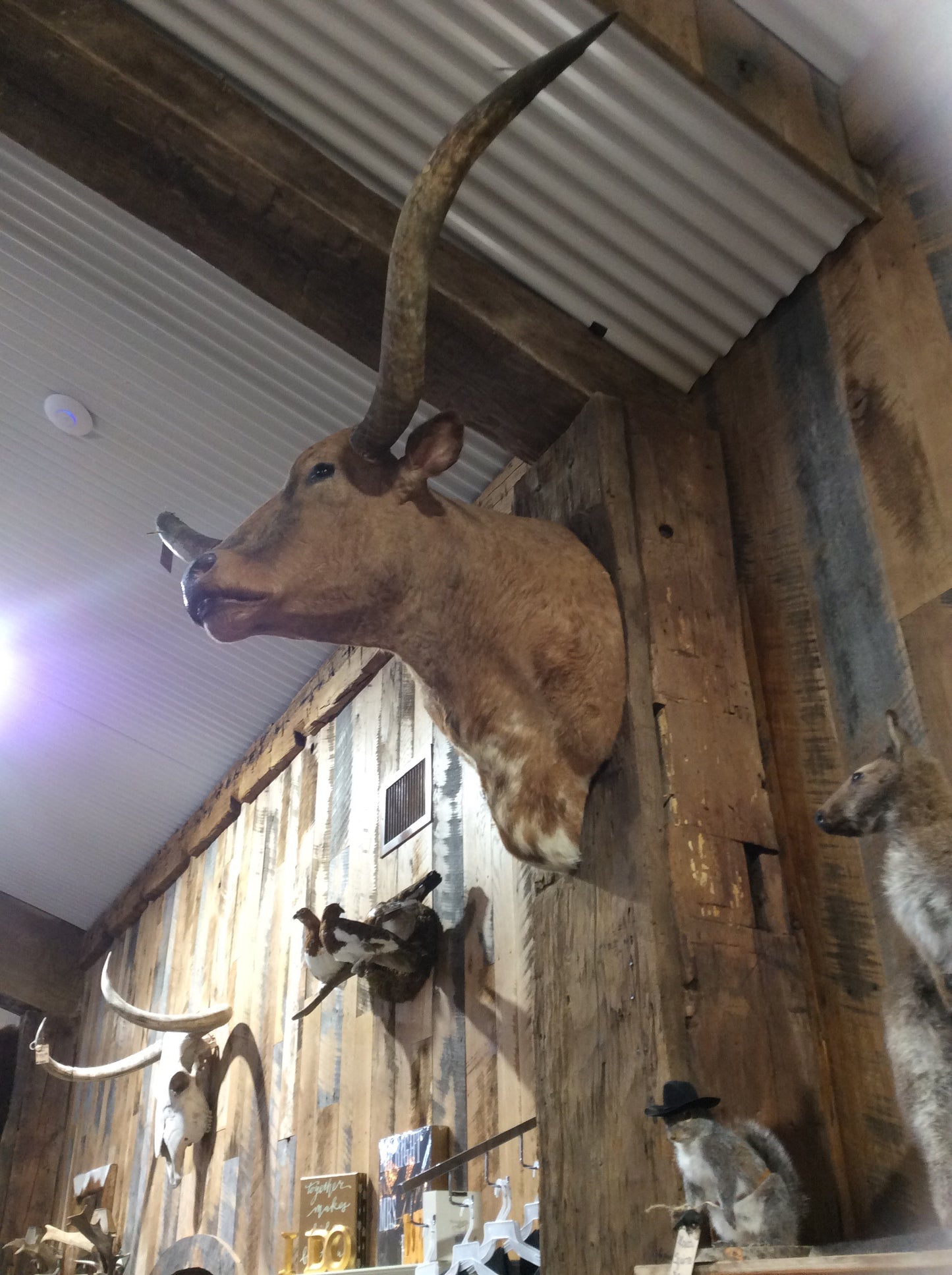 *SOLD* Longhorn Mount