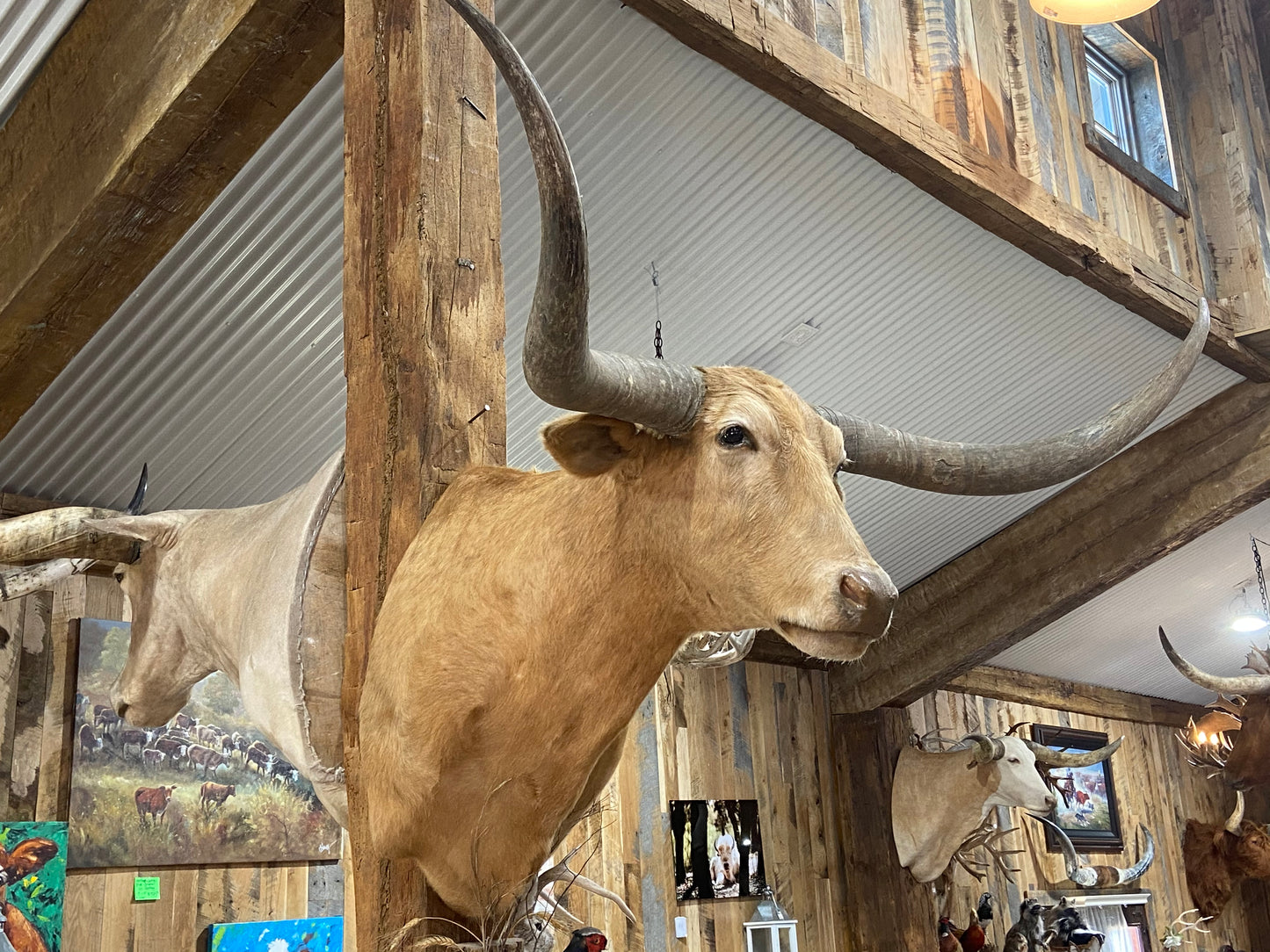 *SOLD*TAN LONGHORN MOUNT