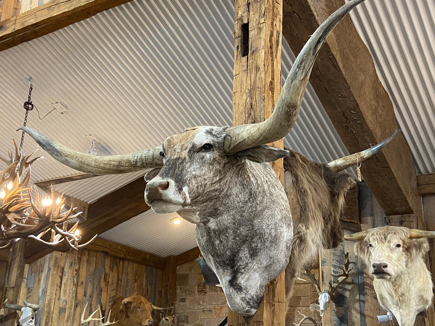 *SOLD*BRINDLE LONGHORN MOUNT