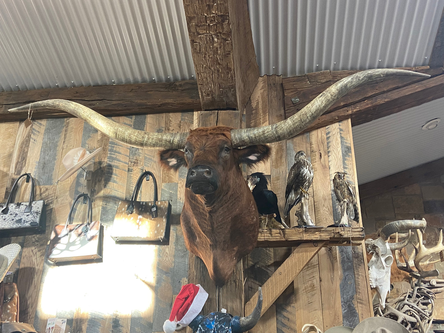 * sold* BRINDLE RED LONGHORN MOUNT