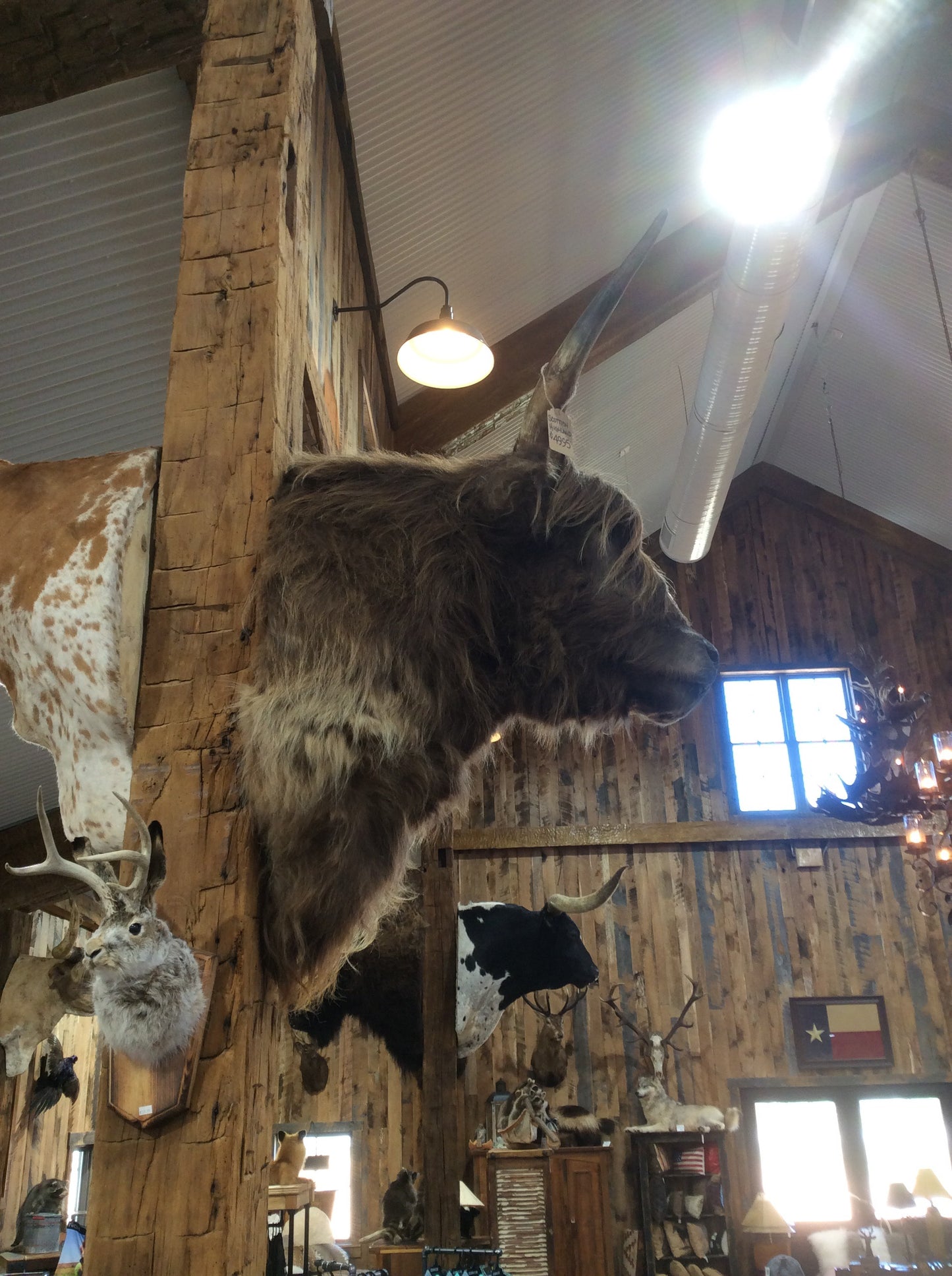 Scottish Highland Mount