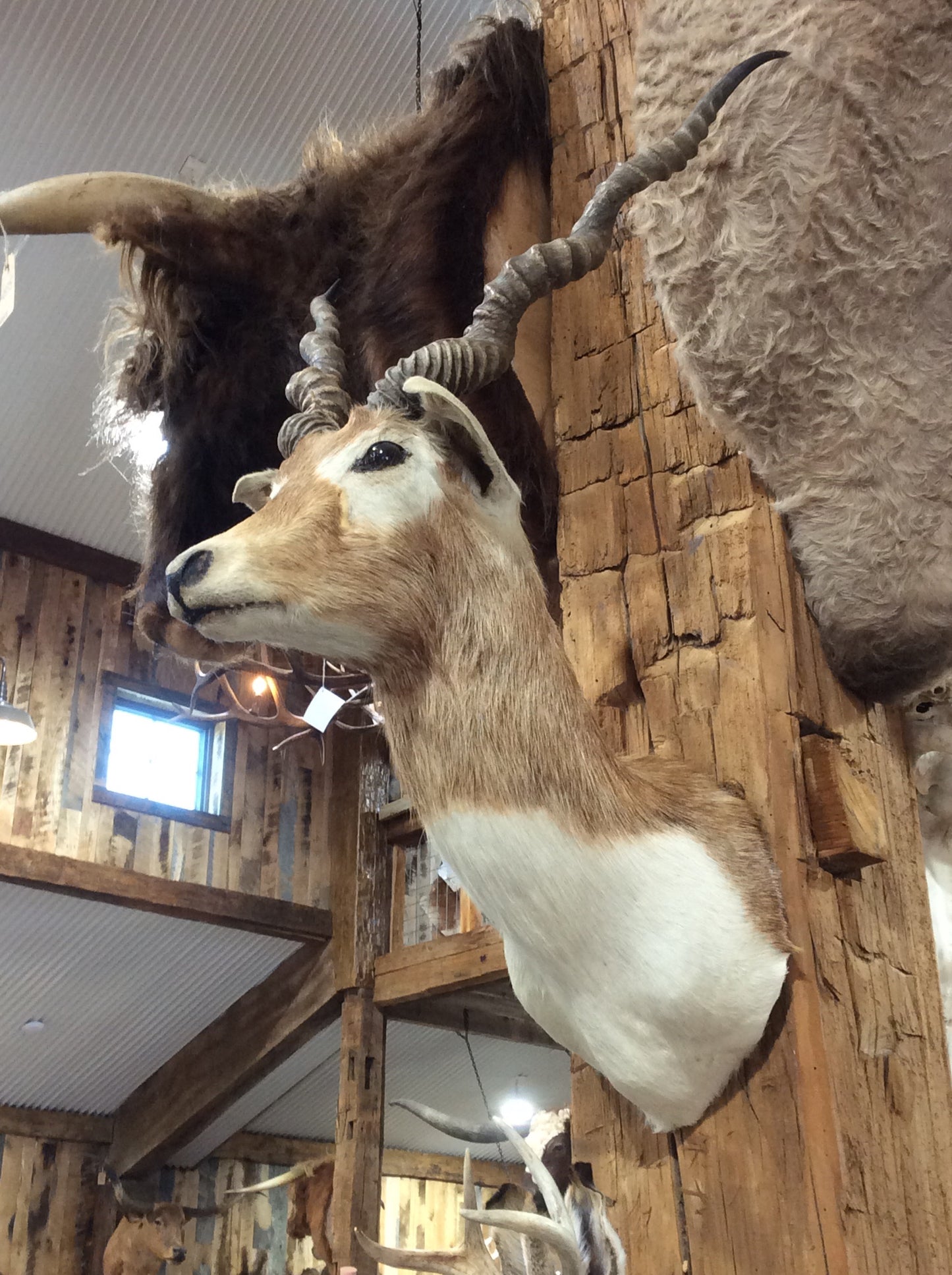 Black Buck