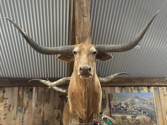 *SOLD*TAN LONGHORN MOUNT